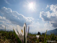 Blooming flowers Under the blue sky of Asiago