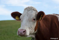 Cow