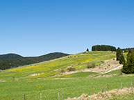 Frühling in Asiago - Panorama