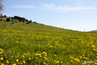 Der Frühling in den sieben Gemeinden-Plateau