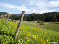 Meadow dandelion flowers out of Asiago