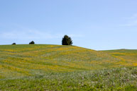 Frühling in der Hochebene von Asiago