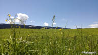 Verde Prato Fiorito Altopiano di Asiago