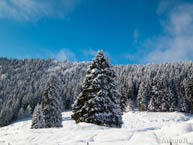 Snow-covered forests and meadows Asiago plateau