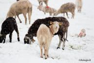 Goats among the snow plateau of Asiago