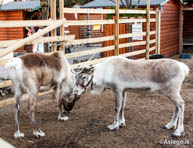 Reindeer Christmas Markets Gallio