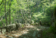 Descent among the vegetation