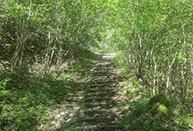 The vegetation around the Calà