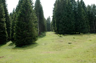 Vista sul bosco