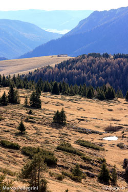 Itinerario Malghe Cima Larici