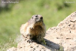 Marmotta Cima Larici