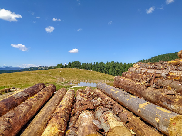 Tronchi a memoria del passaggio di Vaia sull'Altopiano