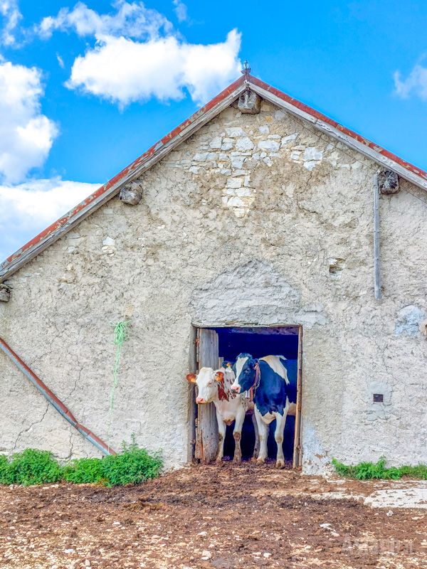 Le residenti in Malga