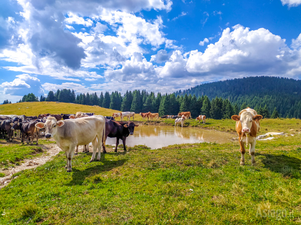 Le mucche al pascolo da Malga Longara di Dietro