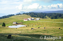 Prati e pascoli in zona malga Posellaro