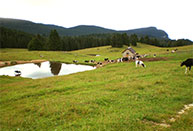 Weiden in der Nähe von Malga Posellaro