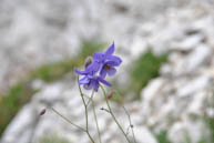 Aquilegia Einseleana Fiore