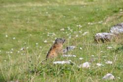 Marmotta nel sentiero verso Meatta