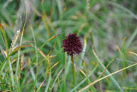 Nigritella Nigra Blume Schokolade Aroma Daumen