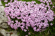 Silene Acaulis Blume Daumen