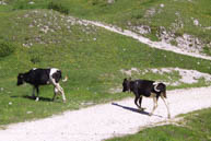 Kühe, die Überquerung der Daumen Weg