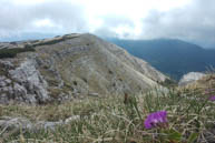 The backdrop to a colorful flower Portule