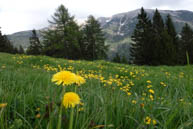 The dandelion yellow colour the landscape