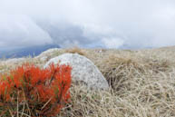 The typical alpine vegetation in Cima Portule