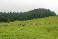 Pastures on the slopes of Mandriolo