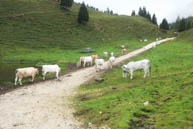 Cows to Malga Galmarara