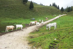 Mucche nel sentiero per Cima XII
