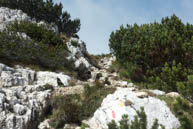 Felsen und Lilien, Cima Xii Daumen