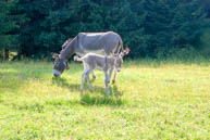 Auch die Esel lieben es, zwischen der Natur des Monte Corno Weiden