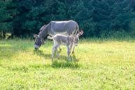 Even the donkeys love to graze between the nature of Monte Corno