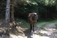 Draft horse with rocking in the path