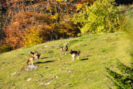 Harem of Mouflon in Monte Corno