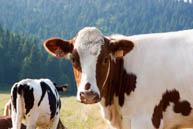 On Monte Corno cows are always ready to welcome you with a 