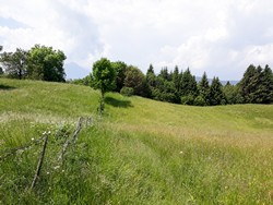 Skirting Great Meadow Fence