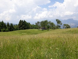 Great Meadow