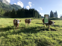 Kühe auf der Weide der Pusterle Malga