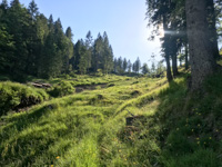 Blick auf den Wald vom Pfad