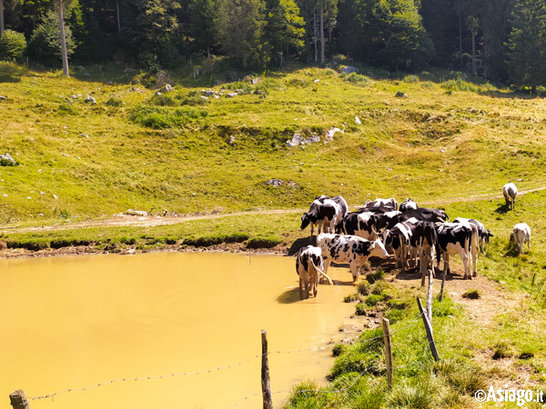 Kühe am Pool der Alpen von Malga Carriola