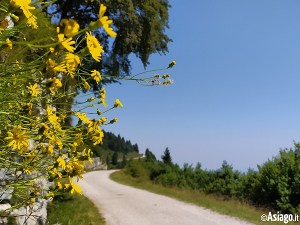 Blumen auf dem Weg in Richtung Malga Serona