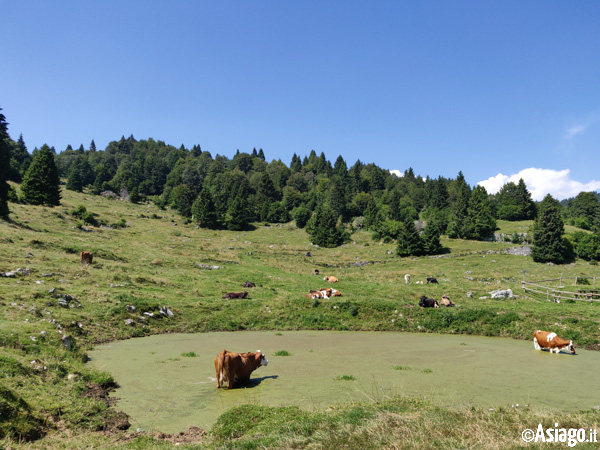 Bellezze al Bagno  Anche Alle Mucche Piace Rinfrescarsi