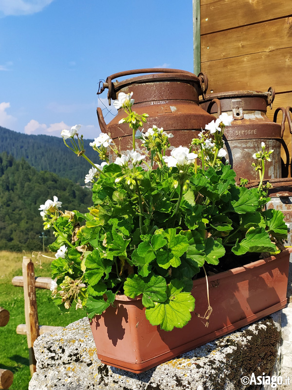 Dettagli Caratteristici a Malga Serona