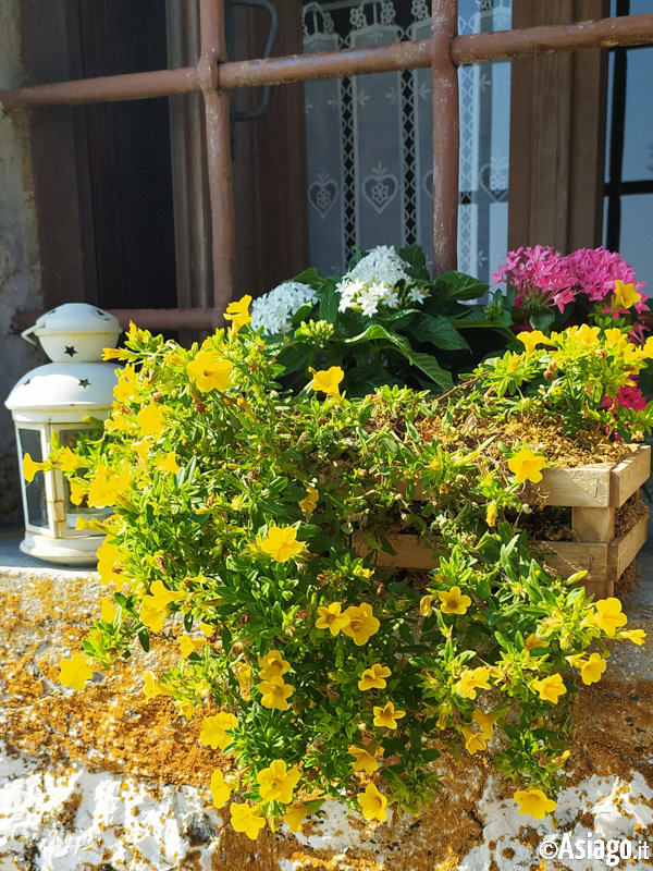 Flowers at Malga Serona