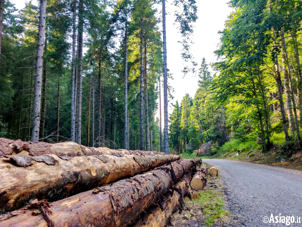 Bäume nach Vaia in Caltranos Malghe Giro geschnitten