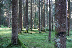 Il bosco visibile dal sentiero