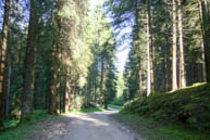 Vegetation trail