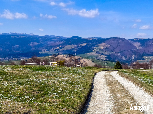 Panorama Towards the Malga and the Bench